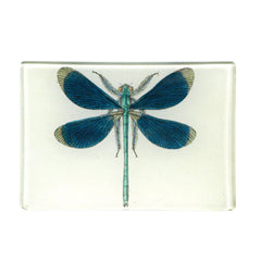 John Derian Dragonfly Pin-up Mini Tray
