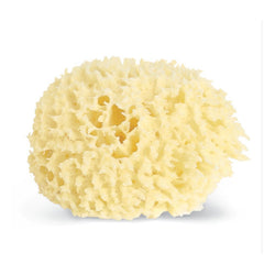 Baudelaire Hand Harvested Wool Sponge
